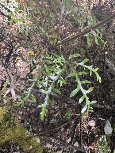 Raukaua simplex observed 2026-10-23