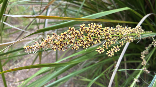 Lomandra longifolia observed 2026-10-24