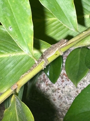 Lepidodactylus lugubris observed 2026-10-25
