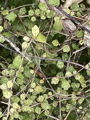 Pennantia corymbosa observed 2026-10-25