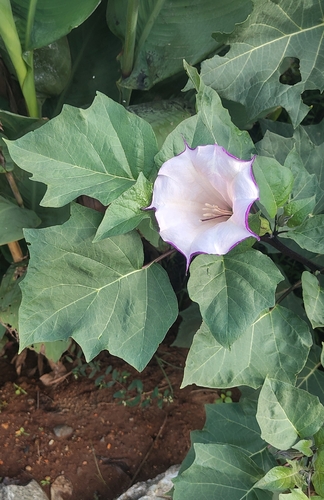 Datura metel observed 2026-10-25