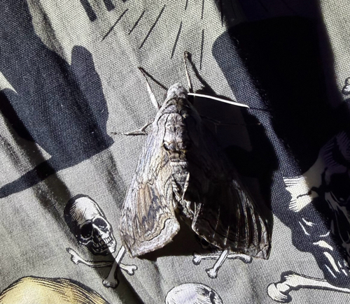 Five-spotted Hawk Moth