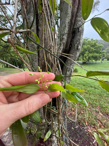Geitonoplesium cymosum observed 2026-10-25