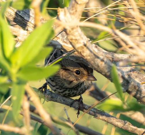 Savannah Sparrow
