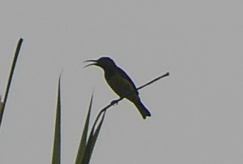Cinnyris jugularis observed 2026-10-24