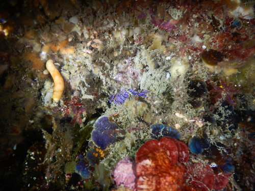 Pteraeolidia ianthina observed 2026-10-25