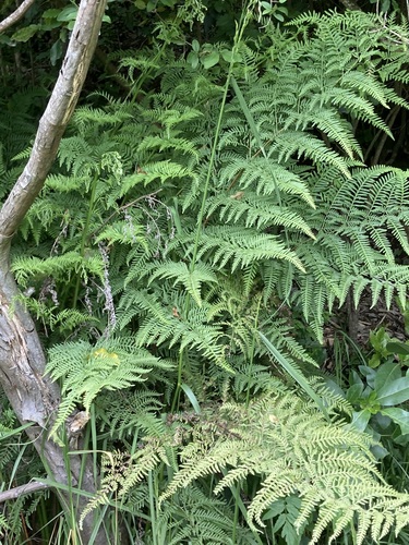 Pteris tremula observed 2026-10-25