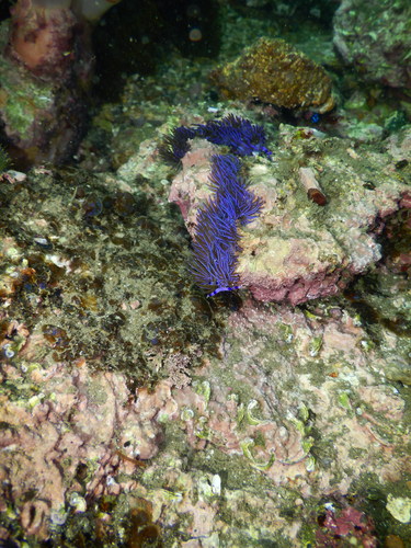 Pteraeolidia ianthina observed 2026-10-25