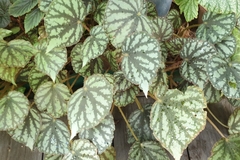 Begonia luzonensis