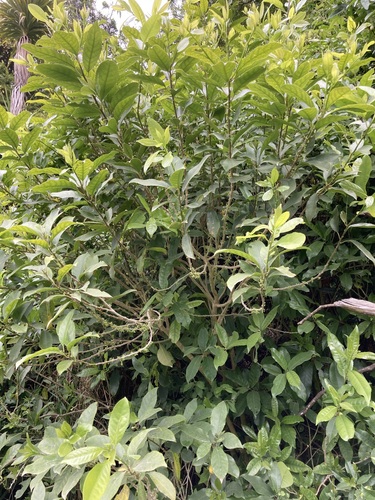 Melicytus ramiflorus observed 2026-10-25