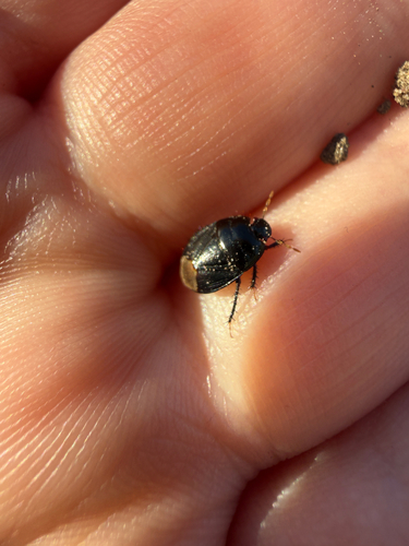 Two-lined Burrowing Bug