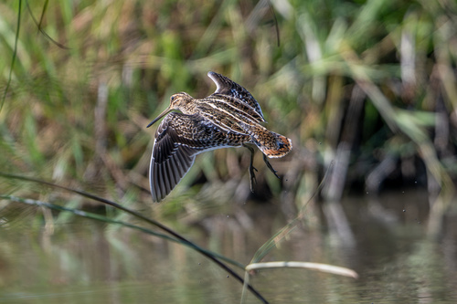Gallinago stenura observed 2026-10-22