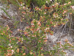 Erica interrupta