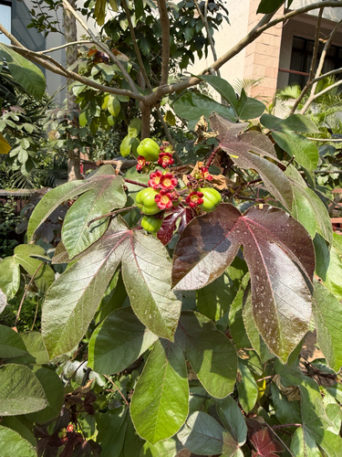 Jatropha gossypiifolia observed 2026-10-25
