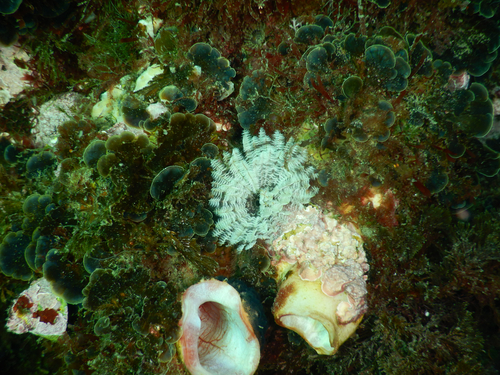 Sabellastarte observed 2026-10-25