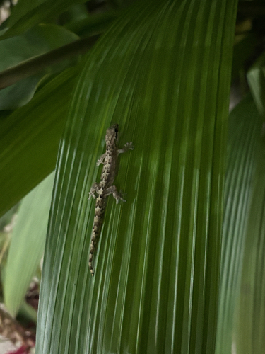 Lepidodactylus lugubris observed 2026-10-25