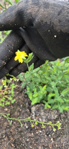 Hypericum gramineum observed 2026-10-25