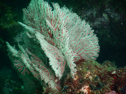 Melithaea observed 2026-10-25