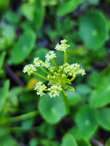 Hydrocotyle bonariensis observed 2026-10-24