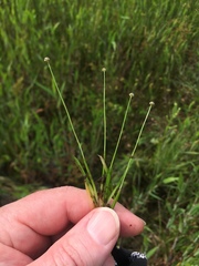 Eriocaulon koernickianum