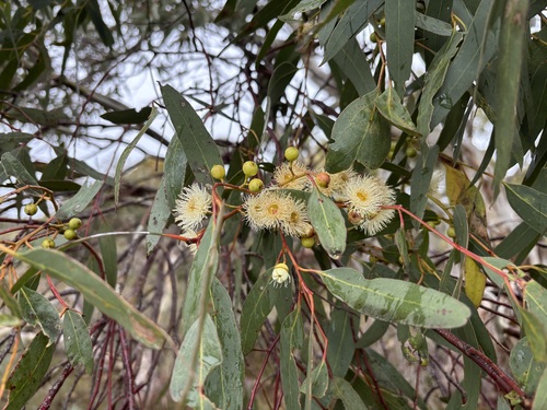 Eucalyptus leucoxylon observed 2026-10-25