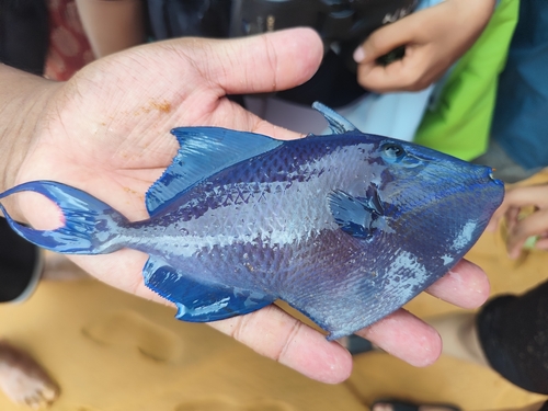 Odonus niger observed 2026-10-25