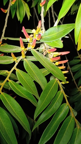 Xylopia observed 2026-10-24