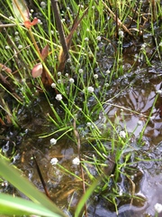 Eriocaulon koernickianum