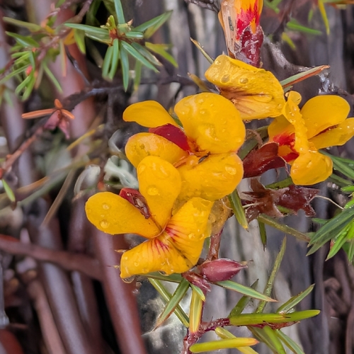 Pultenaea juniperina observed 2026-10-25