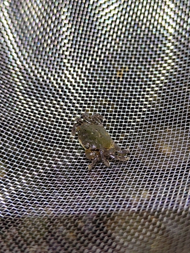 Hemigrapsus oregonensis, 2026-10-24