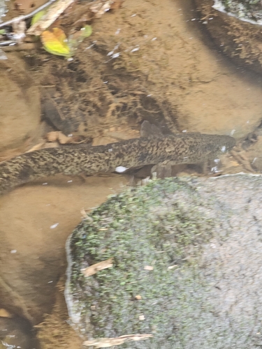 Anguilla marmorata observed 2026-10-25
