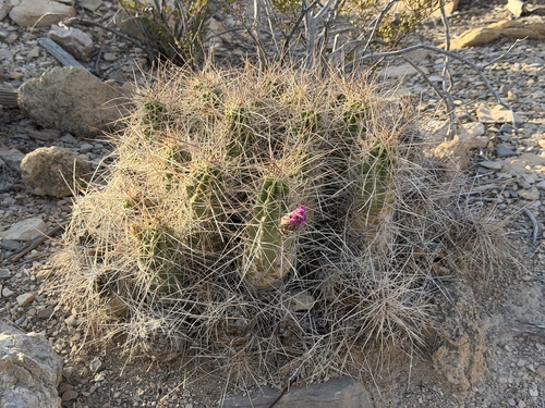 Echinocereus enneacanthus