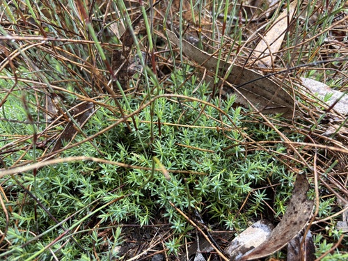 Styphelia humifusa observed 2026-10-25