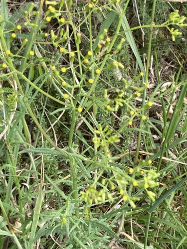 Senecio hispidulus observed 2026-10-25