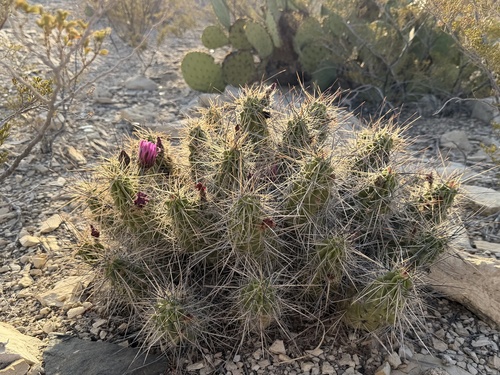 Echinocereus enneacanthus