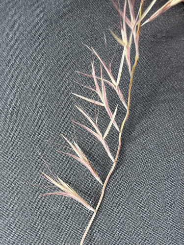 Bouteloua aristidoides, 2026-10-24