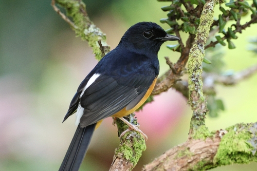 Copsychus malabaricus observed 2026-10-24