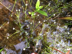 Eriocaulon koernickianum