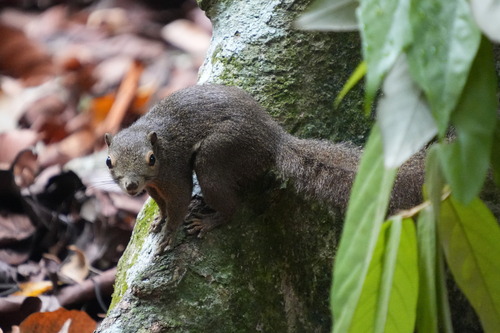 Callosciurus notatus observed 2026-10-25