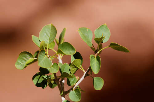 Fraxinus anomala observed 2026-10-23