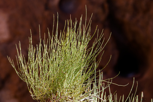 Ephedra nevadensis observed 2026-10-23
