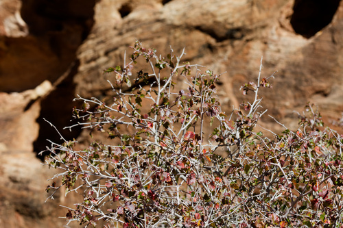Amelanchier alnifolia, 2026-10-23