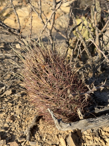 Glandulicactus uncinatus