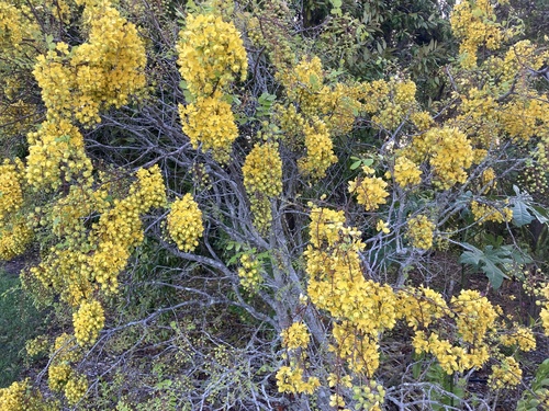 Cassia tomentella observed 2026-10-25