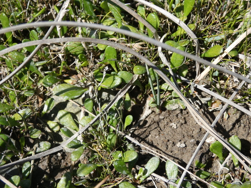 Goodenia radicans observed 2026-10-24