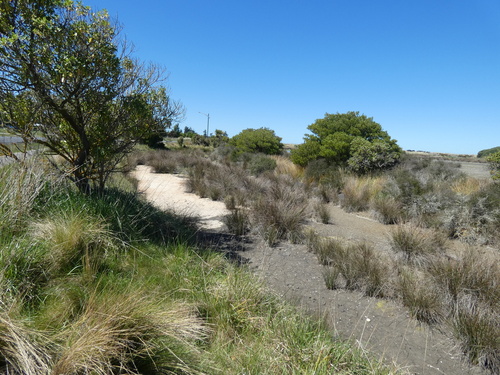 Juncus maritimus observed 2026-10-24