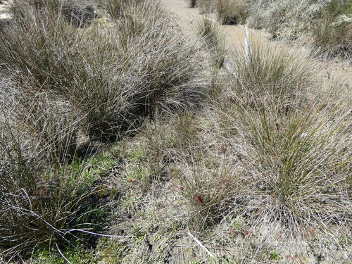 Juncus maritimus observed 2026-10-24