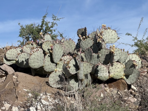 Black-spined Pricklypear