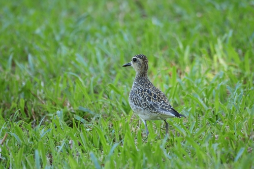 Pluvialis fulva observed 2026-10-24