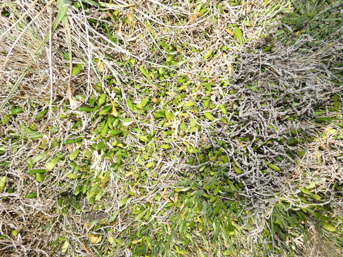 Goodenia radicans observed 2026-10-24